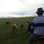 Cattle and tourist herding