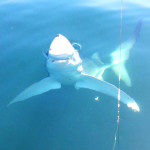 Cape Cod Blue Shark