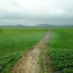 Deserted fields