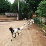 Bagan Goats