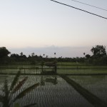 Rice paddies at sunset