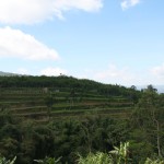 The famous rice terraces of Bali