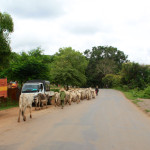 Herd in Road Inle
