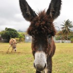 St Kitts Donkey