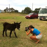 St Kitts Donkey Picture
