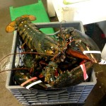 Cape Cod Huge Lobster