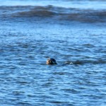 Cape Cod Seal