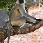 Amer Fort Gray Langur monkey