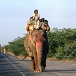 Drive from Jaipur Elephant