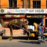 Jaipur Camel