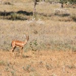 Jaisalmer Drive Deer