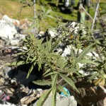 Marijuana Plant Bhutan
