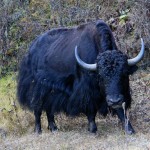 Yak on the side of the road