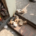 Dakhineswar Puppies