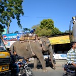 Taking the bus? No, the elephant.