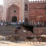 Fatehpur Sikri Steps