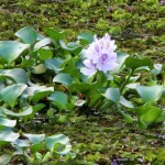 Kerala Backwaters Flower