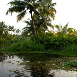Kerala Backwaters Palm