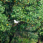 Kerala Village Heron