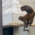 Taj Mahal Monkeys