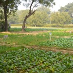 Trident Agra Garden 3