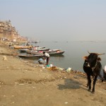 Varanasi Cow at River