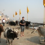 Varanasi David and Cows