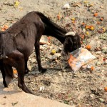 Varanasi Goat