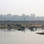 Water Buffalo Agra