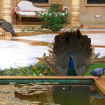 Suryagarh Peacock and Pigeon