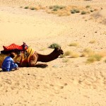 Thar Desert Camel Close