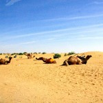 Thar Desert Camel Rides