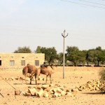 Thar Desert Camels