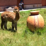 La Vicunita De San Pablo Sign Alpaca