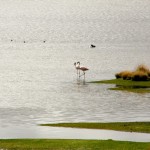Laguna Lagunillas Flamingos