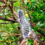 Lares Trek Caterpillar
