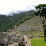 Machu Picchu Terraces and Tree