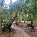 Park Tayrona Path for Hike