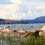 Titicaca Lake Birds