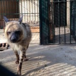 Algiers Le Jardin d'Essai du Hamma Hyena