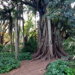 Algiers Le Jardin d'Essai du Hamma Trees