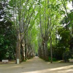 Algiers Le Jardin d'Essai du Hamma Walkway