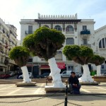 Algiers Trees