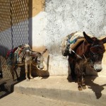 Chouwara Tanneries Donkeys