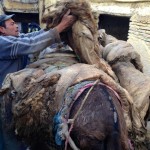 Loading pelts onto donkeys