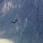 Andean Condor spotted!