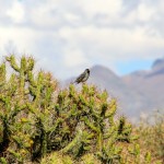 Colca Canyon Bird