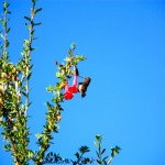 Hummingbird in action