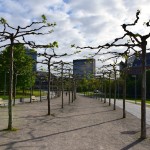 Dusseldorf Rheinturm Walk Trees