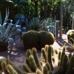 Majorelle Garden Cactus